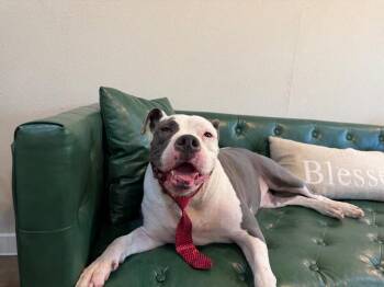 Chef Boyardee Beef Ravioli -  Pit Bull Terrier and American Bully Dog for Adoption in Friendswood, Texas - Chef Boyardee Beef Ravioli | PetCurious