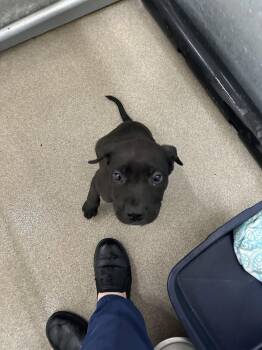 Poppi -  Labrador Retriever Dog for Adoption in San Diego, California - Poppi | PetCurious