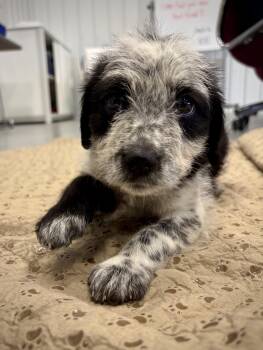 Cattle Dog and Beagle Dogs Available for Adoption in Kalamazoo, Michigan - Fable | PetCurious