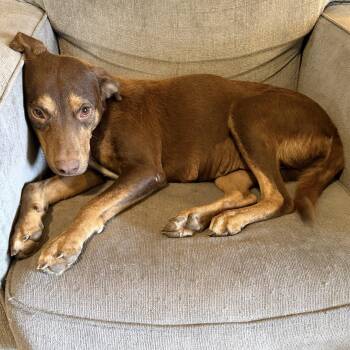 Ella -  Doberman Pinscher Dog for Adoption in Sealy, Texas - Ella | PetCurious