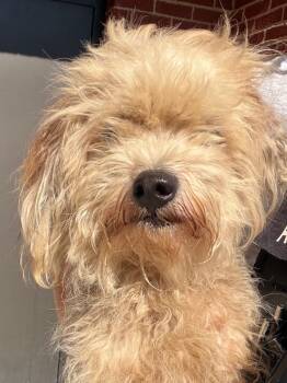 Matty -  Maltese and Mixed Breed Dog for Adoption in Henderson, North Carolina - Matty | PetCurious
