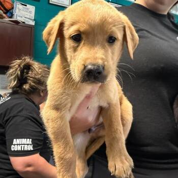 Gizmo -  Labrador Retriever and Rottweiler Dog for Adoption in Salem, West Virginia - Gizmo | PetCurious