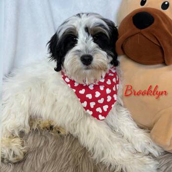 Bernadoodle Dogs Available for Adoption - Brooklyn | PetCurious