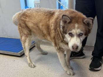 Rescue Siberian Husky Dogs for Adoption in New York, New York - Squishy | PetCurious