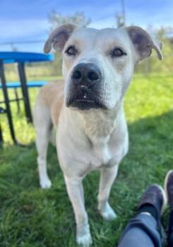 SKITTLES -  Labrador Retriever and Mixed Breed Dog for Adoption in Kalamazoo, Michigan - SKITTLES | PetCurious