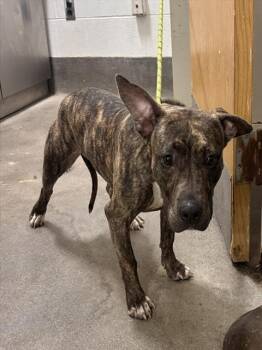 BARBIE -  Pit Bull Terrier and Mixed Breed Dog for Adoption - BARBIE | PetCurious