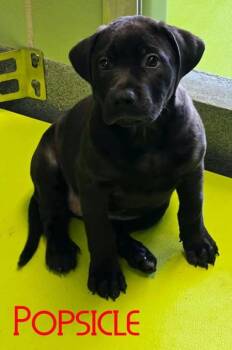 Popsicle -  Retriever and Mixed Breed Dog for Adoption in Kansas City, Missouri - Popsicle | PetCurious