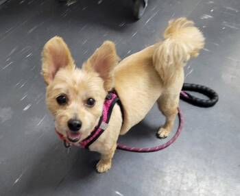 Yorkshire Terrier and Maltese Dogs Available for Adoption in Powell, Ohio - Zsa Zsa | PetCurious