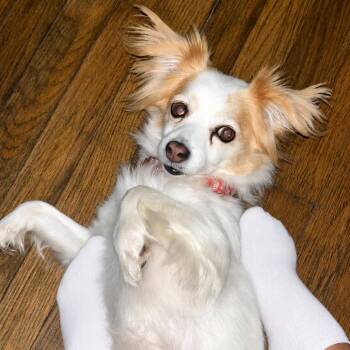 Pixie -  Papillon and Chihuahua Dog for Adoption in Overland Park, Kansas - Pixie | PetCurious