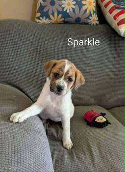 Sparkle - fostered in KC -  Beagle and Australian Shepherd Dog for Adoption in Overland Park, Kansas - Sparkle - Fostered In KC | PetCurious