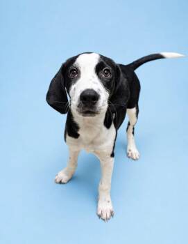 Lucy AKA Dollie -  Border Collie and Hound Dog for Adoption in Rock Springs, Wyoming - Lucy AKA Dollie | PetCurious
