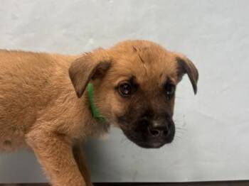 Magnolia -  Labrador Retriever and Mixed Breed Dog for Adoption in Golden Valley, Minnesota - Magnolia | PetCurious