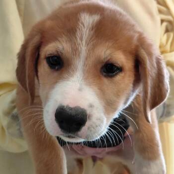 Taylor 9231 -  Shepherd and Mixed Breed Dog for Adoption in Loxahatchee Groves, Florida - Taylor 9231 | PetCurious