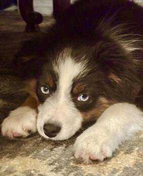 Sookie -  Australian Shepherd Dog for Adoption in Wolcott, Connecticut - Sookie | PetCurious