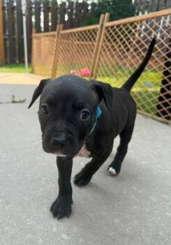 Espresso -  Pit Bull Terrier Dog for Adoption in Colorado Springs, Colorado - Espresso | PetCurious