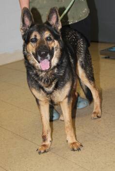 Rescue German Shepherd Dog Dogs for Adoption in Marietta, Ohio - Harry | PetCurious