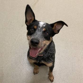 Australian Cattle Dog Blue Heeler Dogs Available for Adoption in Lynchburg, Virginia - Spur | PetCurious