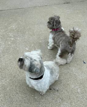 Shih Tzu Dogs Available for Adoption in Merrillville, Indiana - Bruno | PetCurious