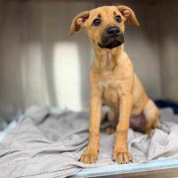 Puppy 10/01/2026 -  Shepherd and Mixed Breed Dog for Adoption in Bullhead City, Arizona - Puppy 10/01/2026 | PetCurious