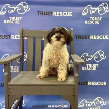 SAPPHIRE -  Miniature Poodle Dog for Adoption in Waterford, New Jersey - SAPPHIRE | PetCurious