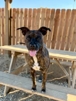 Rescue Mixed Breed Dogs for Adoption in Muskegon, Michigan - Ruby | PetCurious