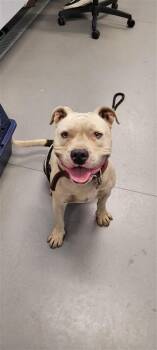 Zeus fka Mydo -  Mixed Breed Dog for Adoption in West Chester, Pennsylvania - Zeus Fka Mydo | PetCurious