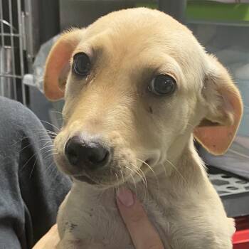 Wilma -  Basset Hound and Yellow Labrador Retriever Dog for Adoption in Spencer, Indiana - Wilma | PetCurious
