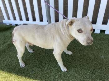 Pit Bull Terrier and Mixed Breed Dogs Available for Adoption in Modesto, California - A610555 | PetCurious