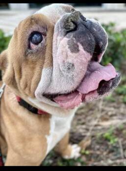 Lulu -  English Bulldog Dog for Adoption in Randolph, Vermont - Lulu | PetCurious