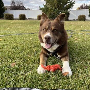 Rescue Husky and Chocolate Labrador Retriever Dogs for Adoption in Idaho Falls, Idaho - Hennessey | PetCurious