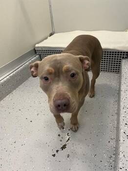 RHYNE -  Staffordshire Bull Terrier and Mixed Breed Dog for Adoption in Forney, Texas - RHYNE | PetCurious