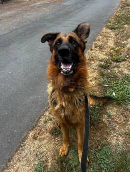 Rescue German Shepherd Dog Dogs for Adoption in Petaluma, California - Oso | PetCurious