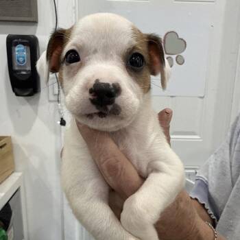 Whisper -  Chihuahua and Mixed Breed Dog for Adoption in Sacramento, California - Whisper | PetCurious