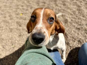 Skittles -  Beagle Dog for Adoption in Pomeroy, Ohio - Skittles | PetCurious
