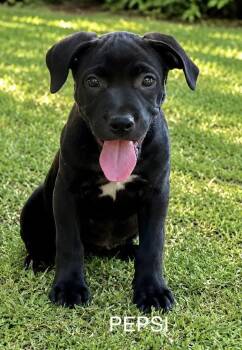 Pepsi -  Hound Dog for Adoption in Toms River, New Jersey - Pepsi | PetCurious