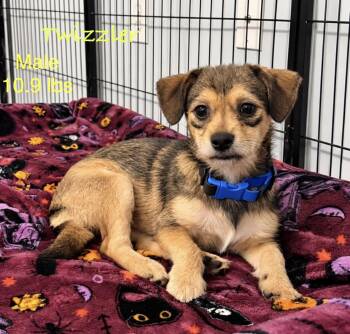 Twizzler -  Terrier Dog for Adoption in Kings Mountain, North Carolina - Twizzler | PetCurious