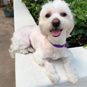 Maltipoo Dogs Available for Adoption in Santa Monica, California - TATUM | PetCurious