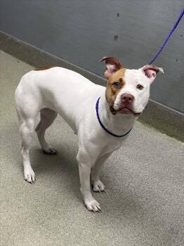 Pit Bull Terrier Dogs Available for Adoption - LILY | PetCurious