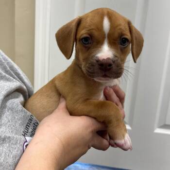 Chucky -  Mixed Breed Dog for Adoption in Lake Panasoffkee, Florida - Chucky | PetCurious