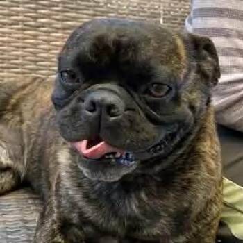 Pug Dogs Available for Adoption - Mr. Handsome Frankie | PetCurious