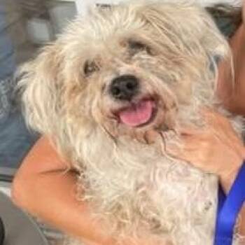 Betsy -  Shih Tzu Dog for Adoption in Boca Raton, Florida - Betsy | PetCurious