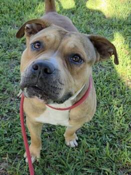 RUSTY -  American Staffordshire Terrier and Mixed Breed Dog for Adoption in Fort Lauderdale, Florida - RUSTY | PetCurious