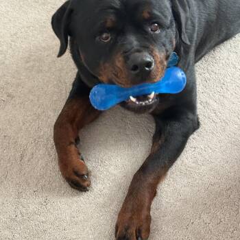 Rottweiler Dogs Available for Adoption - Rocco | PetCurious