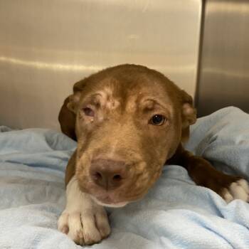 Rescue Labrador Retriever and Pit Bull Terrier Dogs for Adoption in Tupelo, Mississippi - Dougie - 102302T | PetCurious