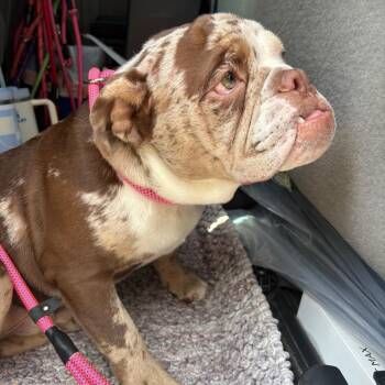 English Bulldog Dogs Available for Adoption in League City, Texas - Hippo | PetCurious