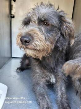 TAMMY -  Schnauzer Dog for Adoption in San Antonio, Texas - TAMMY | PetCurious
