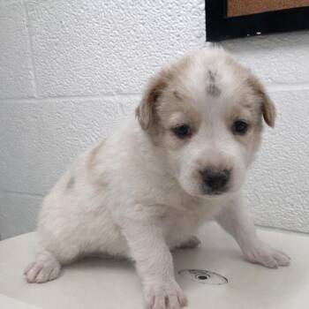 Shepherd Dogs Available for Adoption in Edinburg, Texas - Spikey | PetCurious
