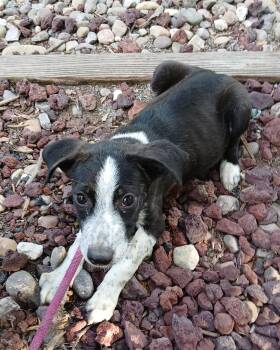 Rescue Australian Cattle Dog Blue Heeler Dogs for Adoption in Amarillo, Texas - Hank | PetCurious
