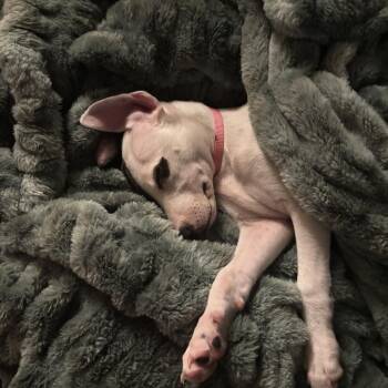 Cissy -  Pit Bull Terrier and Mixed Breed Dog for Adoption in Abbotsford, British Columbia - Cissy | PetCurious