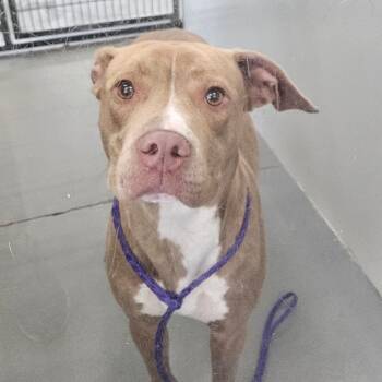 Rescue Terrier Dogs for Adoption in Montgomery, Alabama - Princess | PetCurious